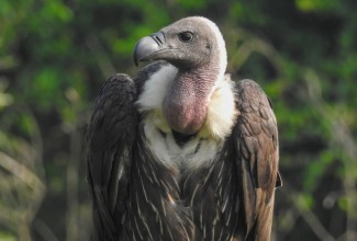 Vultures: Guardians of the Ecosystem Under Threat