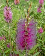 Promoting Native Biodiversity: Callistemon citrinus ‘Wanganderry’ in Australian Gardens