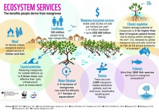 The Silent Guardians: Why Mangrove Conservation is Critical for a Sustainable Future